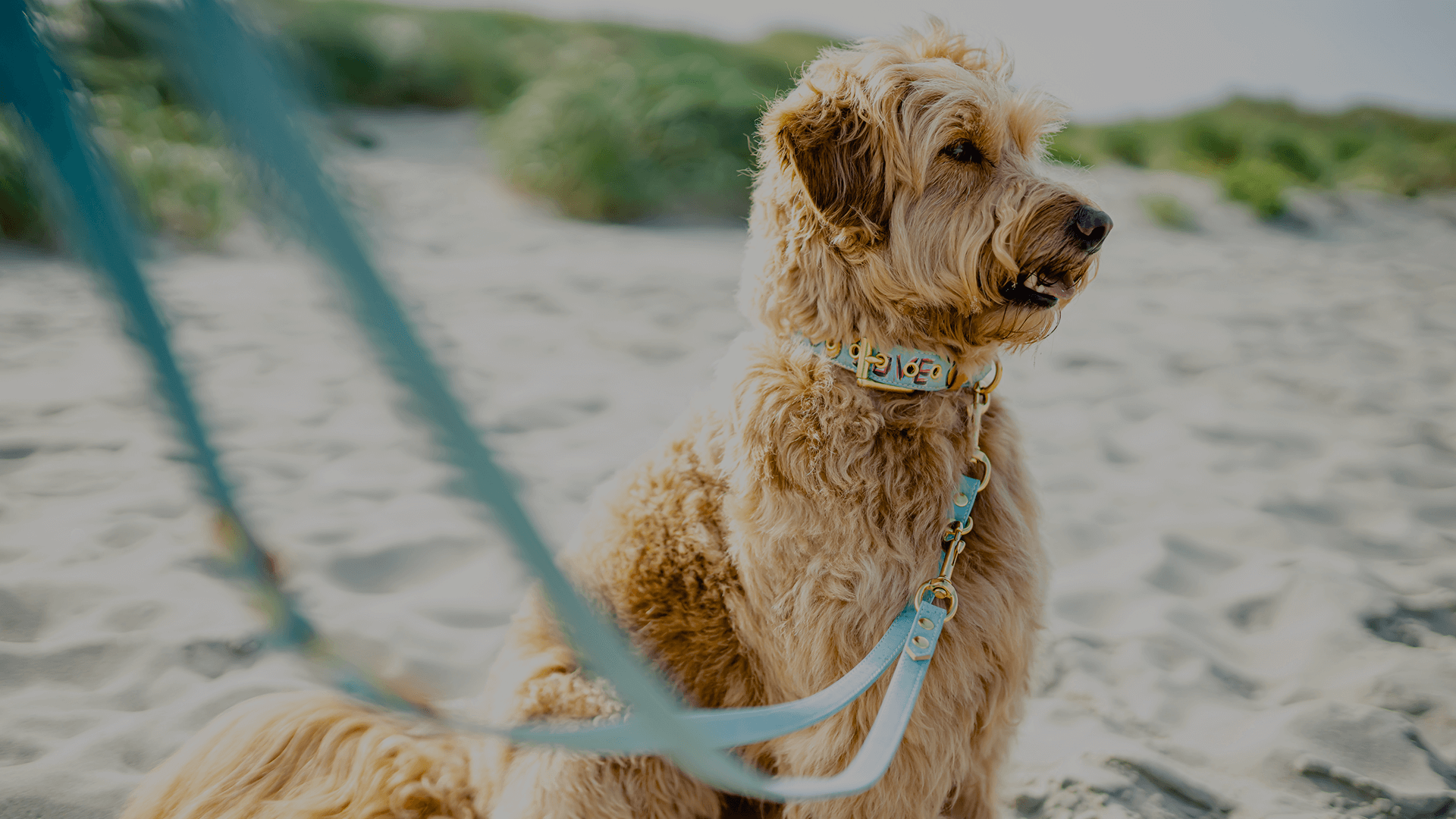 williwiggle_1 williwiggle_1